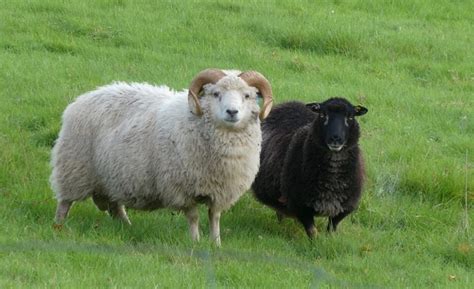 COLOURFUL SHETLANDS! | Shetland Sheep Society