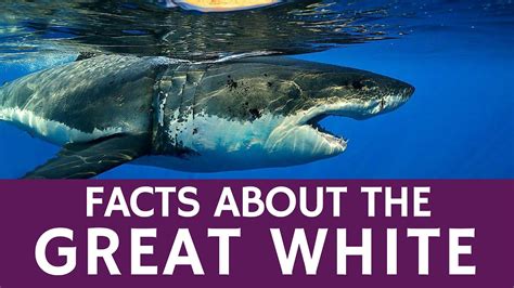 All about Great White Sharks – Educational Facts and Video Presentation ...