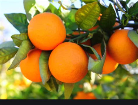 RARE Dwarf Mandarin Orange Tree Very Sweet great for Growing - Etsy