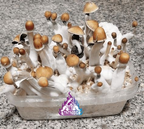 Psilocybe Cubensis