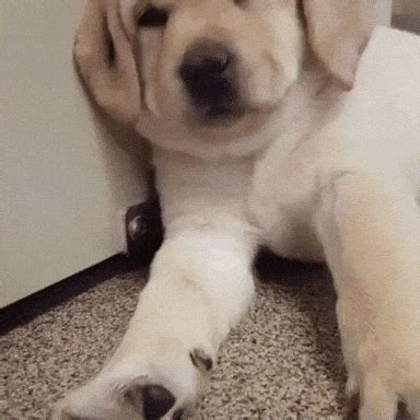 Sleeping Dog GIFs - Get the best GIF on GIPHY