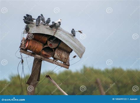 Tin bird house stock photo. Image of avian, countryside - 185699122