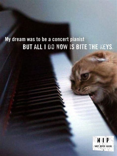 Cat plays the piano | Cat pics, Cats, Funny cats