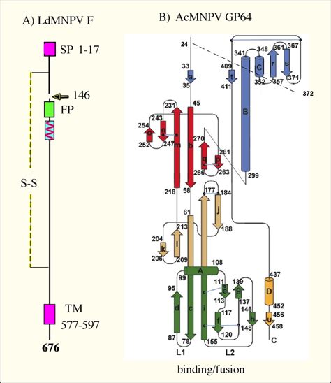 Figure 10. [Structure of the baculovirus F...]. - Baculovirus Molecular Biology - NCBI Bookshelf