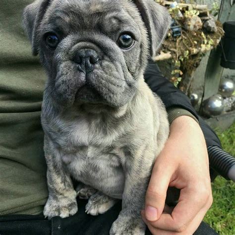 a person holding a small gray dog in their lap and looking at the camera with an intense look on ...