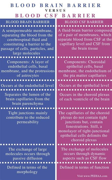 What is the Difference Between Blood Brain Barrier and Blood CSF ...