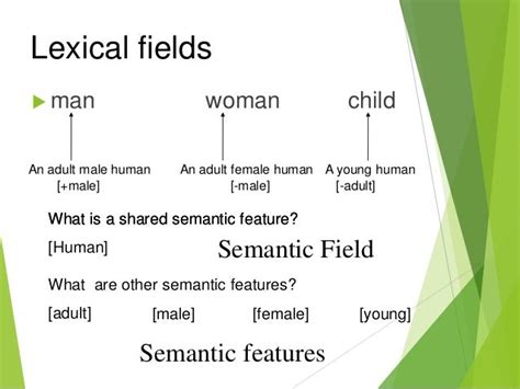 Lexical and Semantic Fields in Language Learning