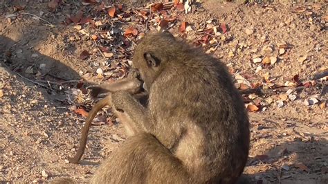 Baboons Grooming - YouTube