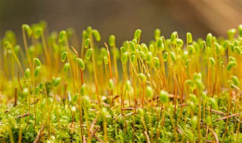 What is moss? Mosses are small plants that hug the ground or tree trunks and branches. They do ...