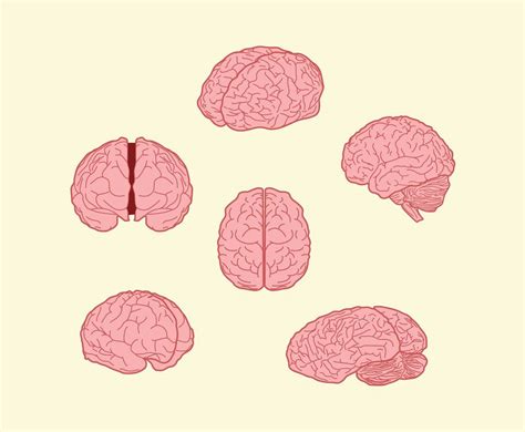 Brain Illustration Vector at Vectorified.com | Collection of Brain Illustration Vector free for ...