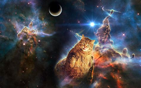 Cats in Space Wallpapers on WallpaperDog