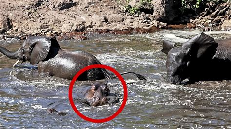 Hippo surprises elephants in muddy water | Wild animal interaction in Singita, Kruger National ...