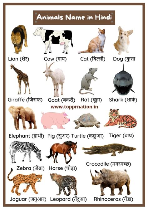 Animals Name in Hindi and English with Pictures (list of animals)