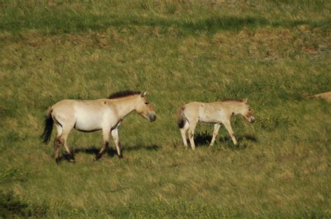 Diets and habitat selection of takhi and red deer in Hustai National ...