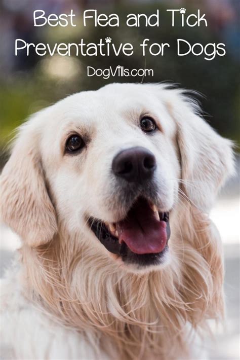 What is the Best Flea and Tick Preventative for Dogs? - DogVills