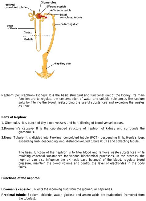 Structure and function of kidney and nephron