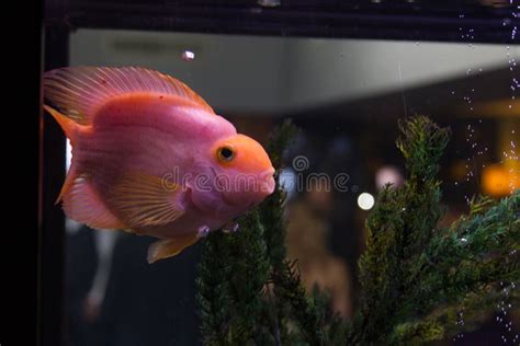 Pink fish stock image. Image of nature, tank, goldfish - 48272341