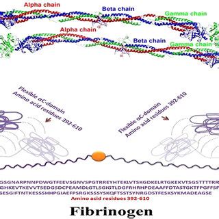 Crystal structure of fibrinogen (crystal structure was used from PDB... | Download Scientific ...