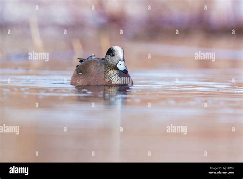 male american wigeon in spring Stock Photo - Alamy