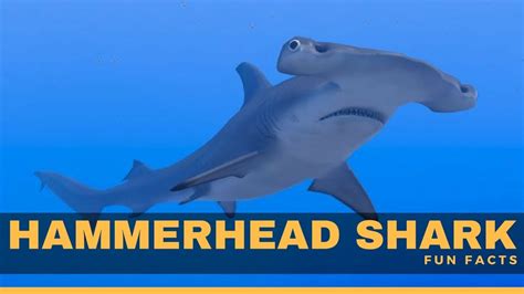 Hammerhead shark facts for kids - Hammerhead Shark Diet, habitat, attack & living - YouTube