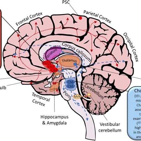 The human cholinergic system. Cholinergic nuclei are primarily located ...