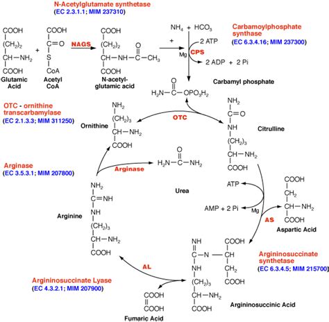 Urea Cycle