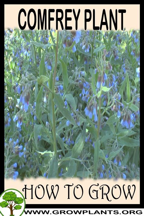 Comfrey - How to grow & care