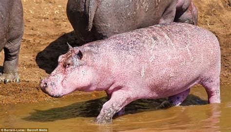 Rare Pink Hippo | Albino animals, Hippopotamus, Rare albino animals