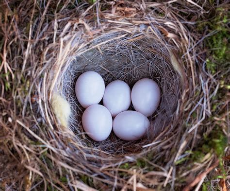 The mysterious basis of egg shape in birds - British Ornithologists' Union