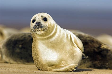 Grey Seal Pup Photograph by Duncan Shaw - Fine Art America