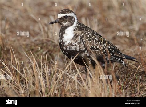 American Golden Plover - Pluvialis dominica - Breeding Female Stock Photo - Alamy