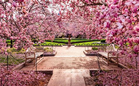 Cherry blossoms at the National Mall, Washington, DC 华盛顿国家广场-樱花盛开的地方