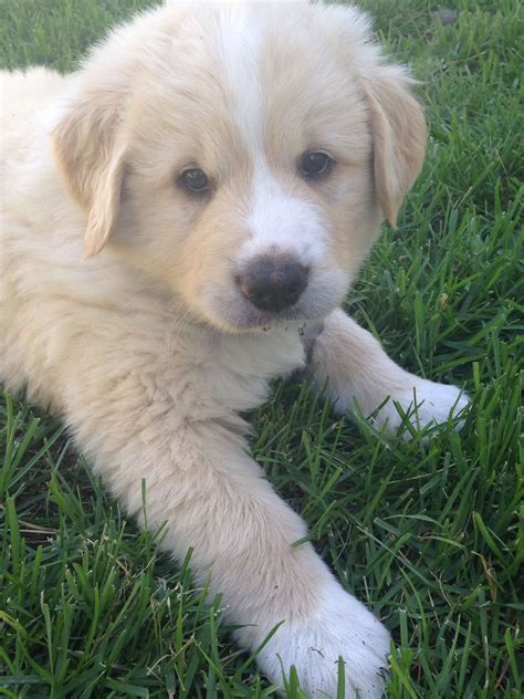 My beautiful Great Pyrenees Lab mix at 6 weeks :) | Lab mix puppies, Golden retriever baby, Cute ...