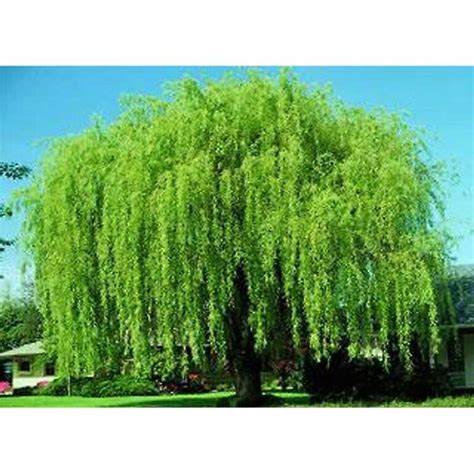 Salix Pebdulina Blanda - Wisconsin Weeping Willow - Tidewater Trees