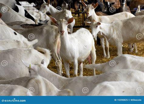 Dairy goat farming stock image. Image of head, protect - 15590825