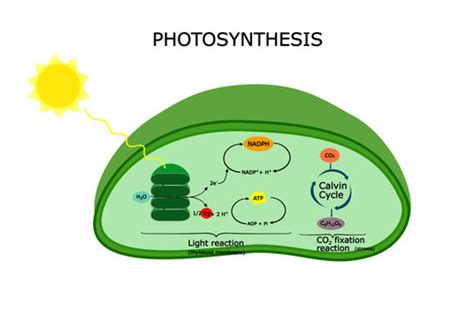 Chloroplast Diagram Labeled Photosynthesis - bmp-source