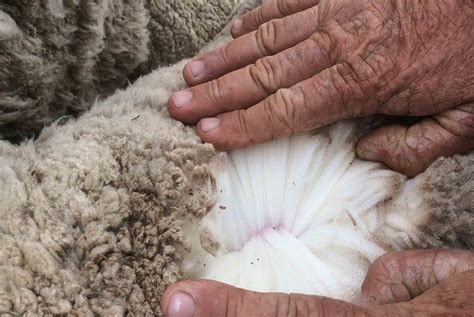 Washing Wool - How to Clean and Maintain Wool Goods