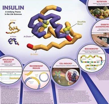 protein structure – 3D Molecular Designs