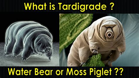 What is Tardigrade | Water Bear | Moss Piglet | Tardigrada | Purushotam Academy - YouTube