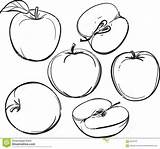 Hand Drawn apples And Slices On A White Background sketch template