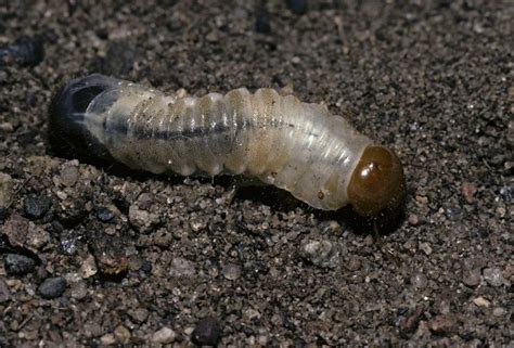 Voici comment reconnaître et identifier les insectes sous leur forme larvaire