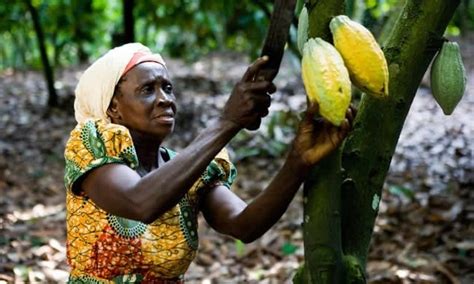 Irrigation System Of Israel Considered Best For Ghana's Cocoa Farms