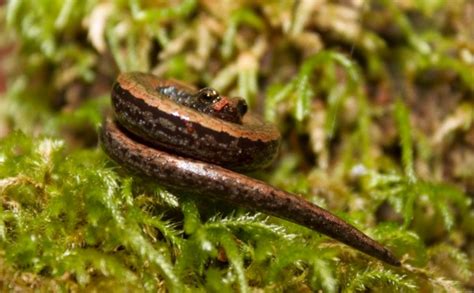 California slender salamander | Amphibian Rescue and Conservation Project