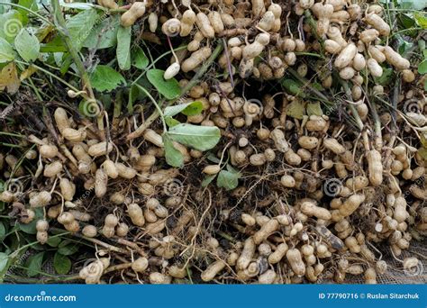 The harvest of peanuts stock photo. Image of groundnut - 77790716