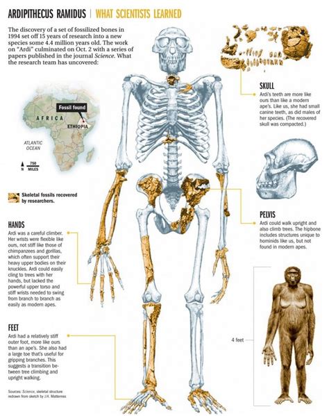 Ardi is the designation of the fossilized skeletal remains of a female ...