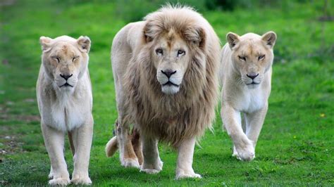 Lion and two Lioness walking on green grass field during daytime HD ...