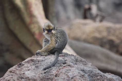 Southern Talapoin at Bioparc Valencia, 28/05/11 - ZooChat