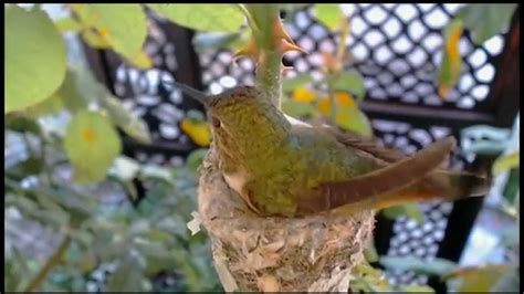 Hummingbird Nest Cam - Feeding the Hatchlings 3/30/2014 - YouTube