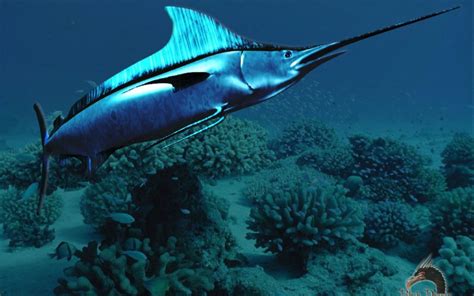 7 Swordfish Facts That We Swear Are True