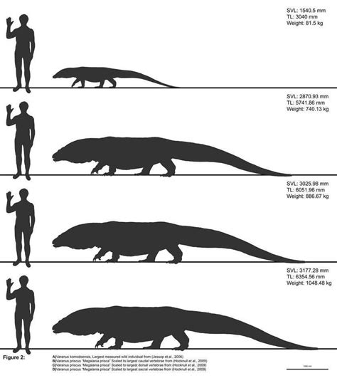 Reconstructions of Varanus priscus based on the largest of different elements. : r/interestingasfuck